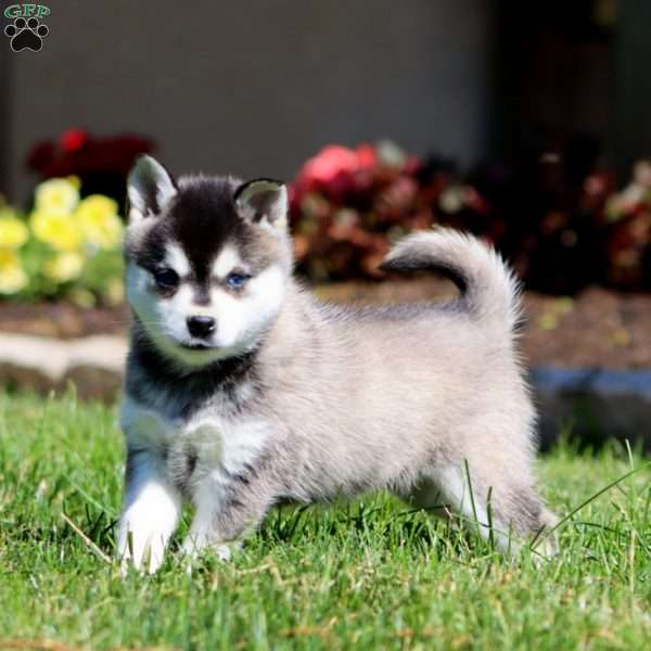 Betsy, Alaskan Klee Kai Puppy