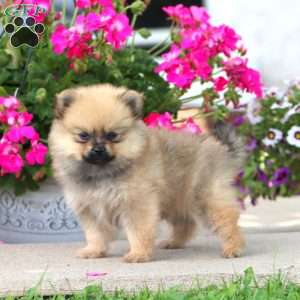Betsy, Pomeranian Puppy