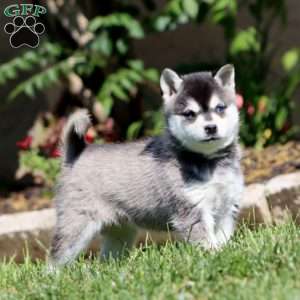 Betsy, Alaskan Klee Kai Puppy