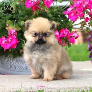 Betsy, Pomeranian Puppy