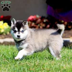 Betsy, Alaskan Klee Kai Puppy