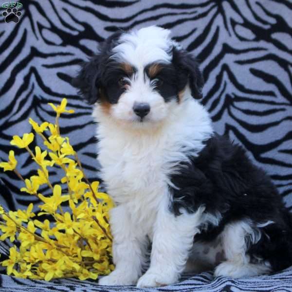 Betty, Mini Aussiedoodle Puppy