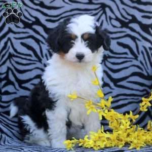 Betty, Mini Aussiedoodle Puppy
