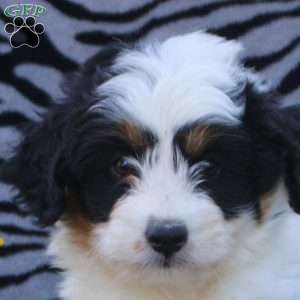 Betty, Mini Aussiedoodle Puppy