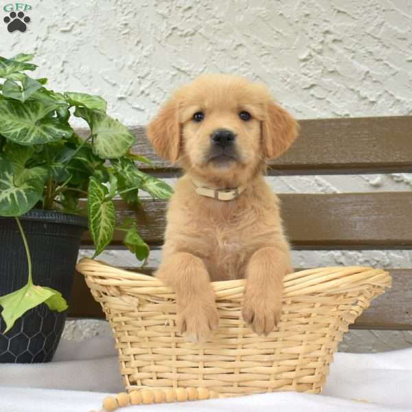 Bianca, Golden Labrador Puppy