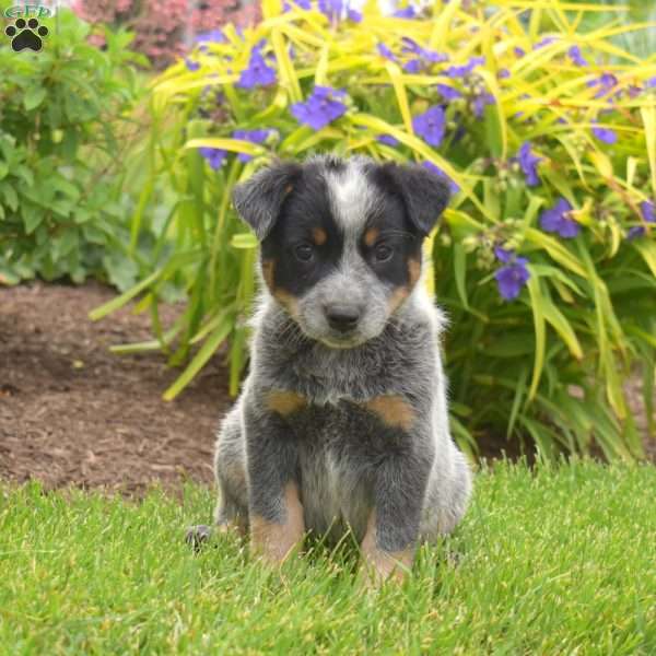 Big Ben, Blue Heeler – Australian Cattle Dog Puppy