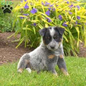 Big Ben, Blue Heeler – Australian Cattle Dog Puppy