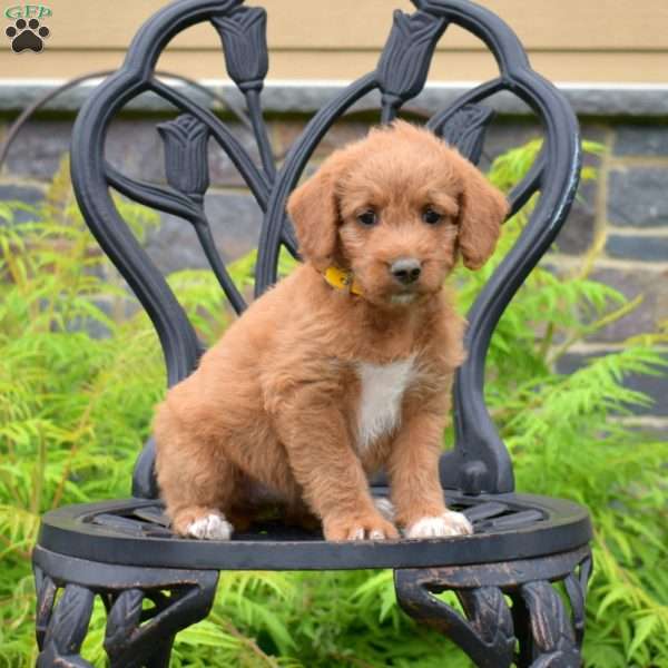 Bindi, Labradoodle Puppy