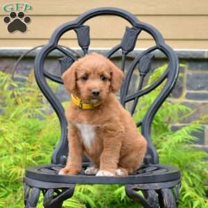 Bindi, Labradoodle Puppy