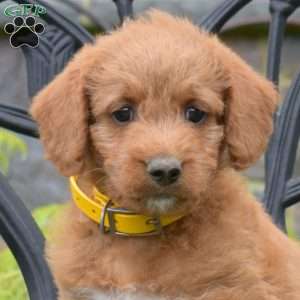 Bindi, Labradoodle Puppy
