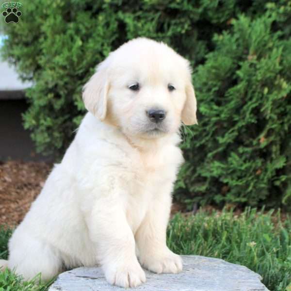 Bingo, English Cream Golden Retriever Puppy