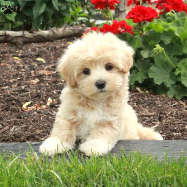 Bingo, Maltipoo Puppy