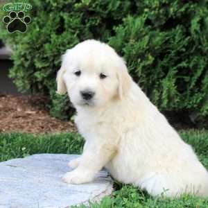 Bingo, English Cream Golden Retriever Puppy