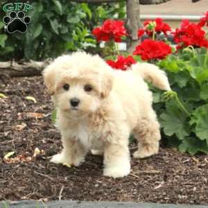 Bingo, Maltipoo Puppy