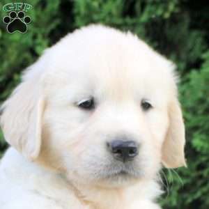 Bingo, English Cream Golden Retriever Puppy