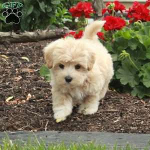 Bingo, Maltipoo Puppy