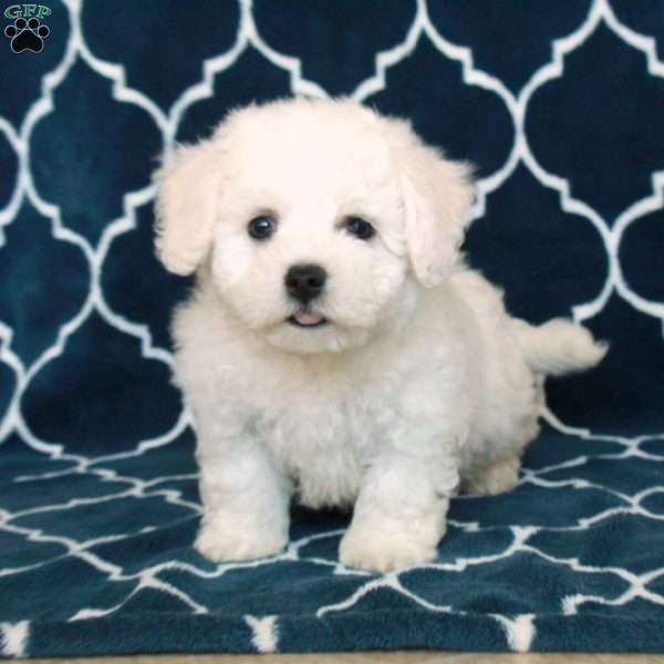 Biscuit, Bichon Frise Puppy