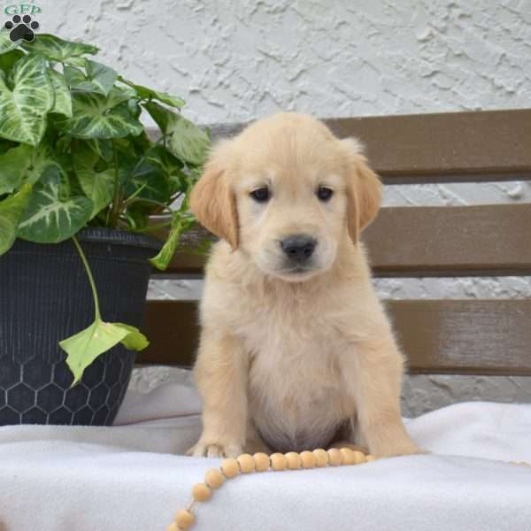 Biscuit, Golden Labrador Puppy
