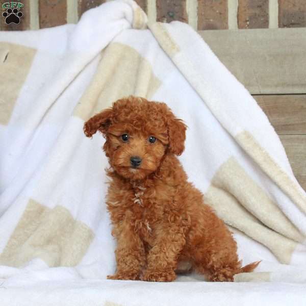Biscuit, Miniature Poodle Puppy