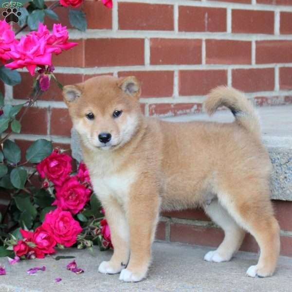 Biscuit, Shiba Inu Puppy