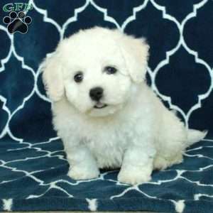 Biscuit, Bichon Frise Puppy