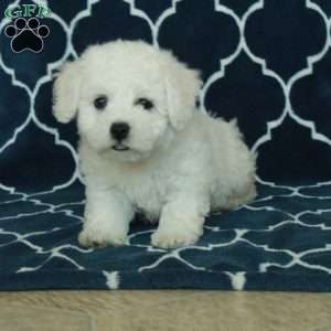 Biscuit, Bichon Frise Puppy