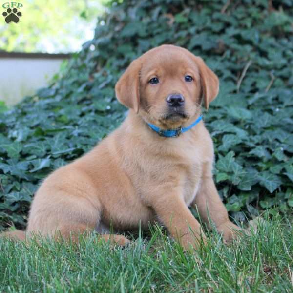 Blake, Fox Red Labrador Retriever Puppy