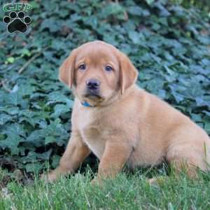 Blake, Fox Red Labrador Retriever Puppy