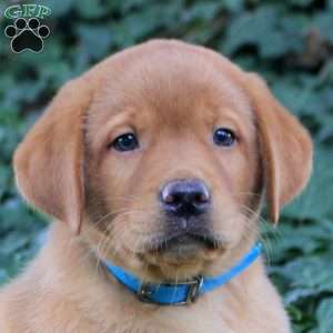Blake, Fox Red Labrador Retriever Puppy