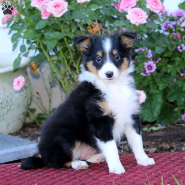 Blake, Sheltie Puppy