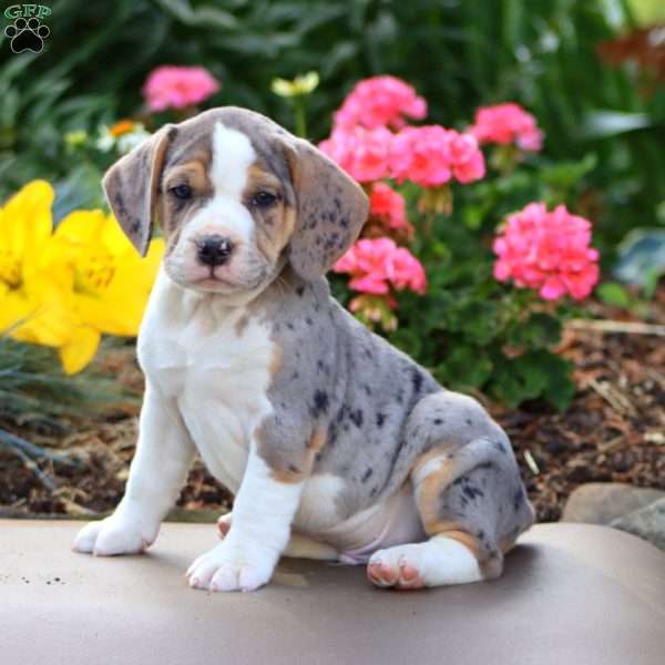 Blake, Beabull Puppy
