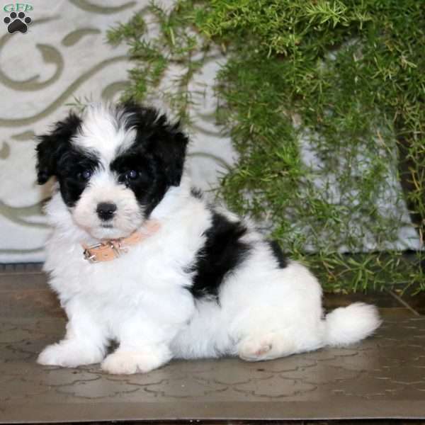 Blake, Havanese Puppy