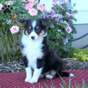 Blake, Sheltie Puppy