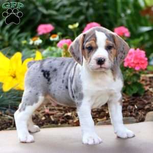Blake, Beabull Puppy