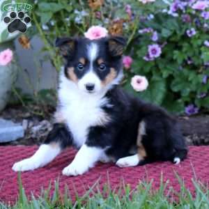 Blake, Sheltie Puppy