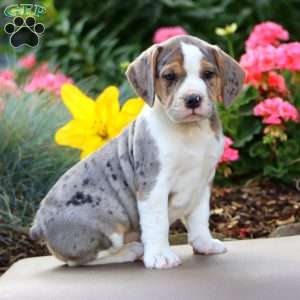 Blake, Beabull Puppy