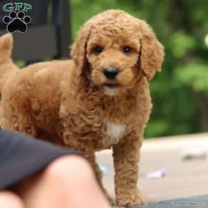 Blaze, Standard Poodle Puppy