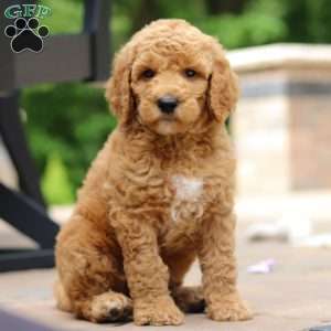 Blaze, Standard Poodle Puppy