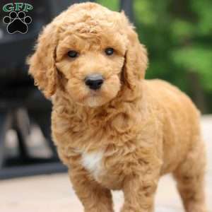 Blaze, Standard Poodle Puppy