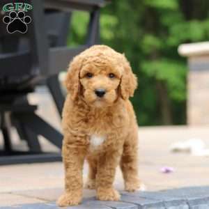 Blaze, Standard Poodle Puppy