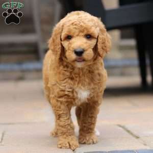 Blaze, Standard Poodle Puppy