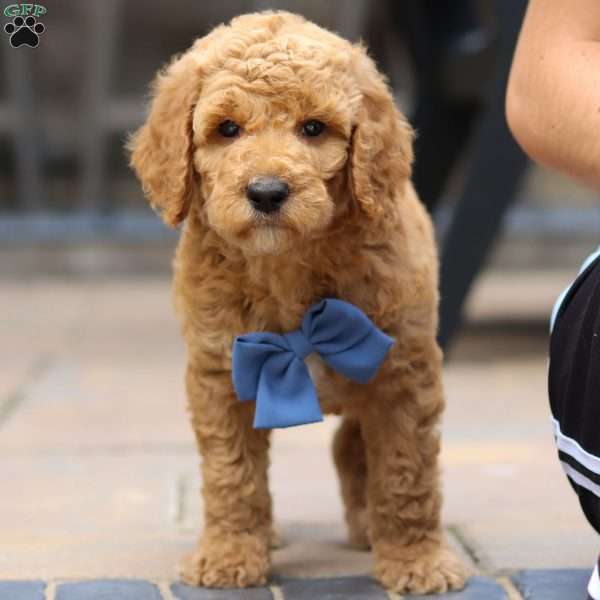 Blaze, Standard Poodle Puppy