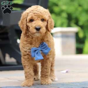 Blaze, Standard Poodle Puppy