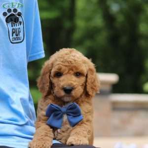 Blaze, Standard Poodle Puppy