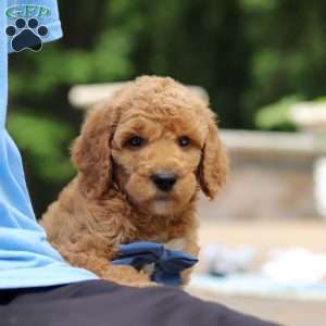 Blaze, Standard Poodle Puppy