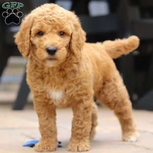 Blaze, Standard Poodle Puppy