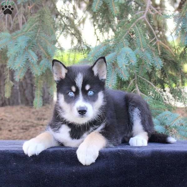 Blaze, Pomsky Puppy