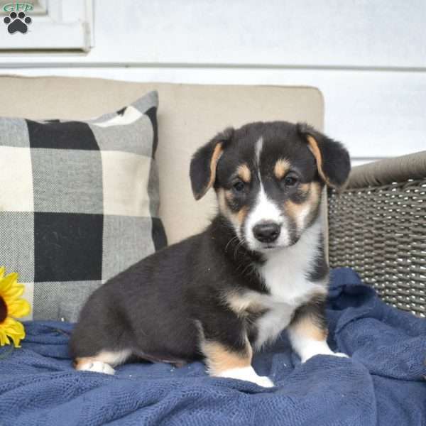 Blaze, Pembroke Welsh Corgi Puppy