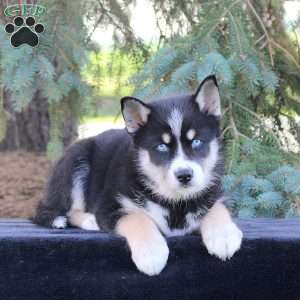 Blaze, Pomsky Puppy