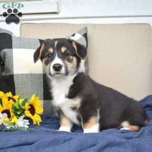 Blaze, Pembroke Welsh Corgi Puppy